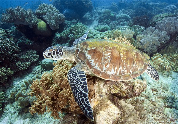 Green turtle (Chelonia mydas)