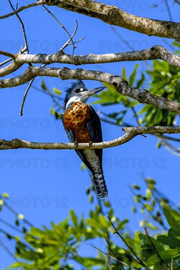 Ringed kingfisher (Megaceryle torquata)