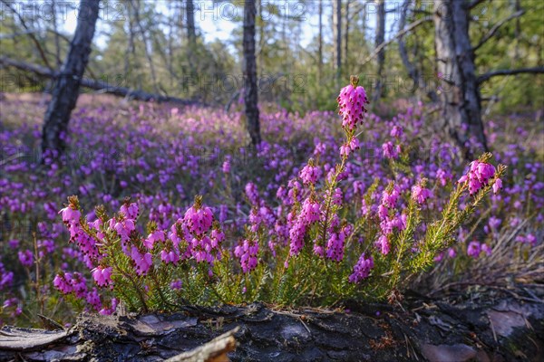 Flowering Winter heath (Erica carnea)