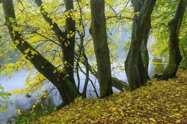 View of the lake Schmaler Luzin in the Feldberger Seenlandschaft in autumn