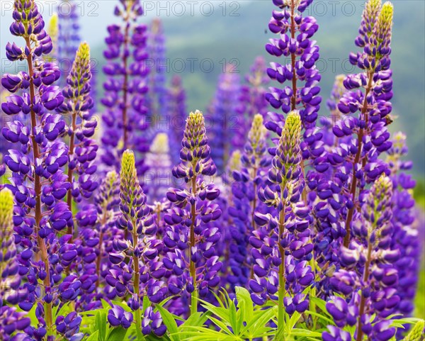 Lupines