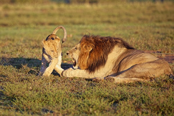 Lion (Panthera leo)