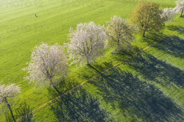 Flowering cherry trees in a meadow