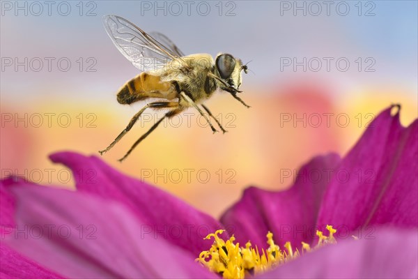 Dronefly (Eristalis tenax) in flight on a flower of s (Cosmos bipinnatus)