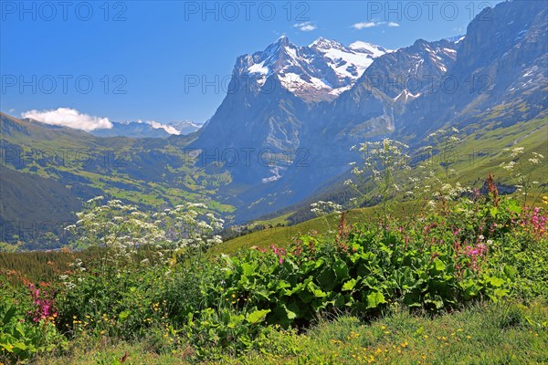 Mountain flowers on Kleine Scheidegg with Wetterhorn