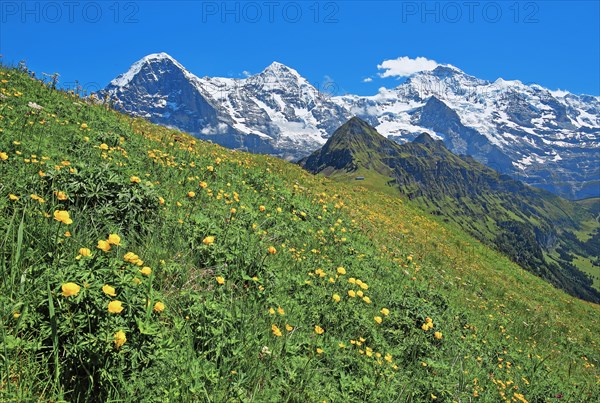 Mountain meadow with troll flowers on the Maennlichen in front of the triumvirate