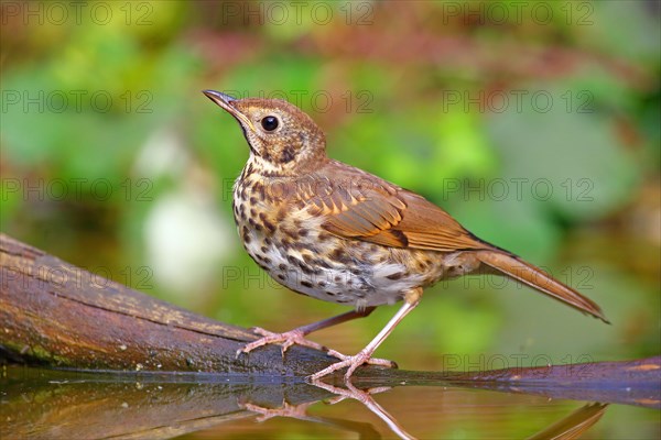 Song thrush (Turdus philomelos) sits on a root in shallow water