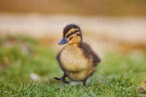 Mallard (Anas platyrhynchos )