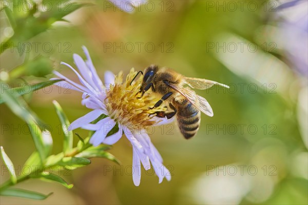 Honey bee (Apis mellifera) collects nectar on a (Aster amellus)