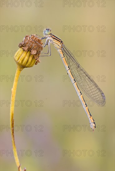 Damselfly (Zygoptera) sitting on a withered plant in warm light