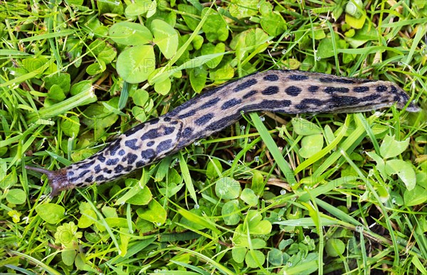 Great grey slug