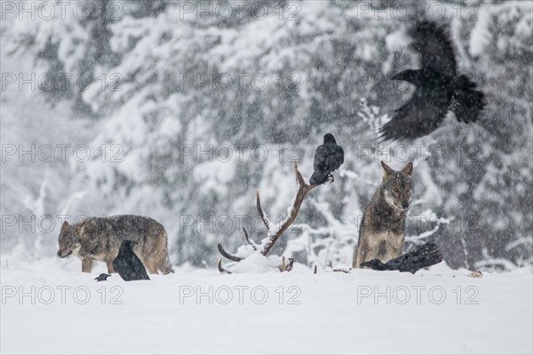 Pack of wolves (Canis lupus) observes ravens (Corvus corax) feeding on the carcass