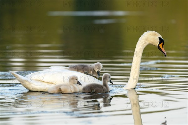 Mute swan (cygnus olor)