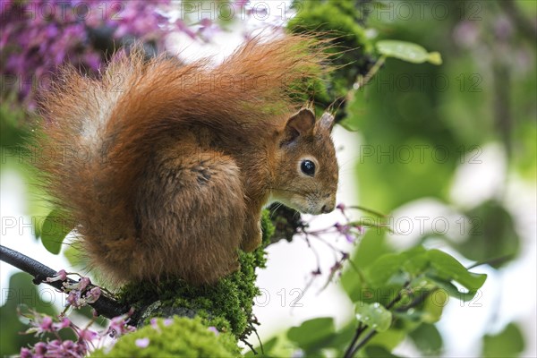 Squirrel (Sciurus) sitting on a flowering Judas tree (Cercis siliquastrum)