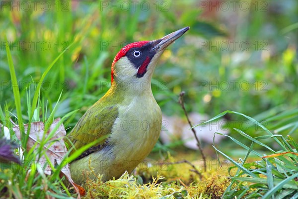 European green woodpecker