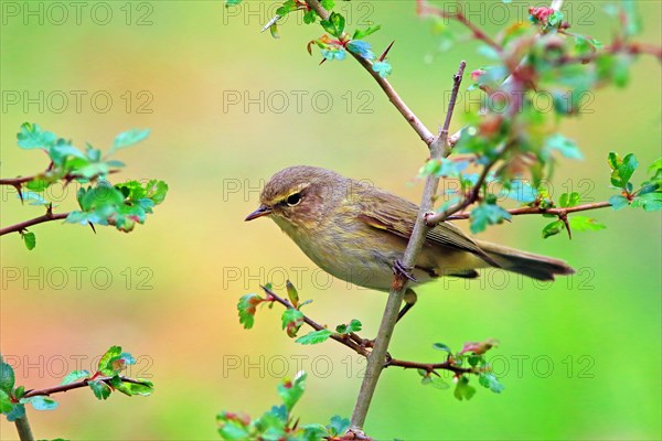 Common chiffchaff (Phylloscopus collybita) on a hawthorn branch