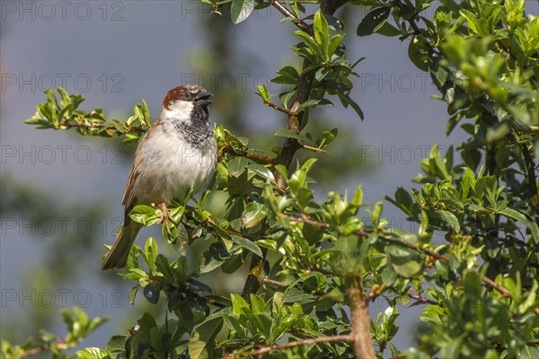 House sparrow (Passer domesticus)