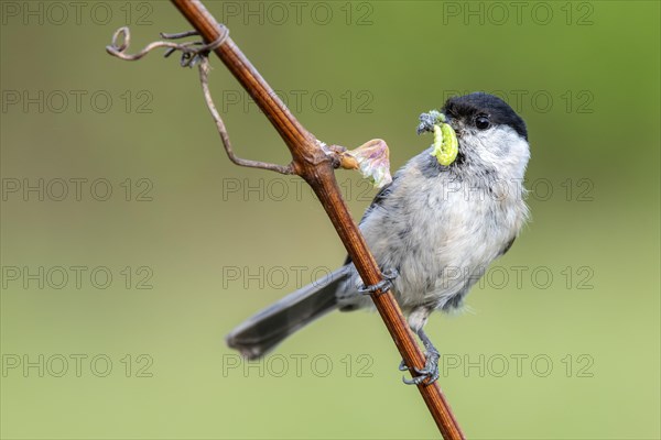 Marsh tit (Parus palustris) sits on a branch and has insects in his beak