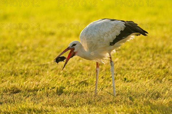 White stork (Ciconia ciconia) captures European mole (Talpa europaea)