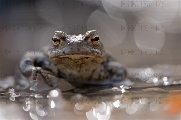 Common toad (bufo bufo) sitting in a puddle