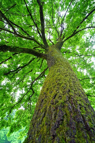 Old oak (Quercus robur) from the frog's perspective with moss and fresh foliage