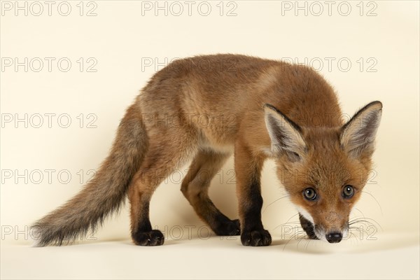 Red fox (Vulpes vulpes)