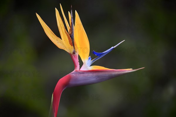 Rushes Bird of Paradise flower