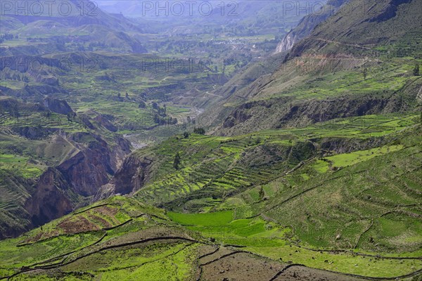 Fields in cups at the canyon of the Rio Colca