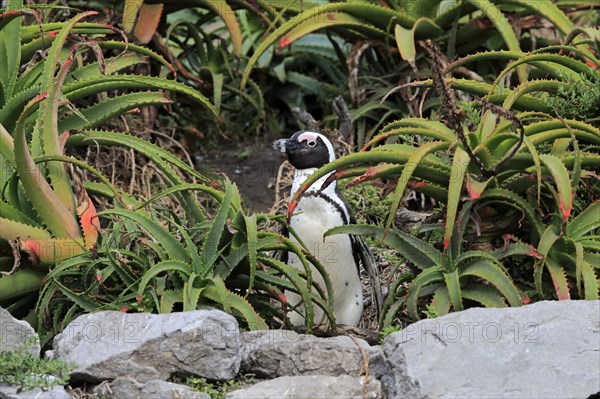 African penguin (Spheniscus demersus)