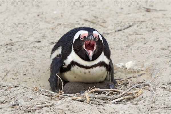 African penguin (Spheniscus demersus)