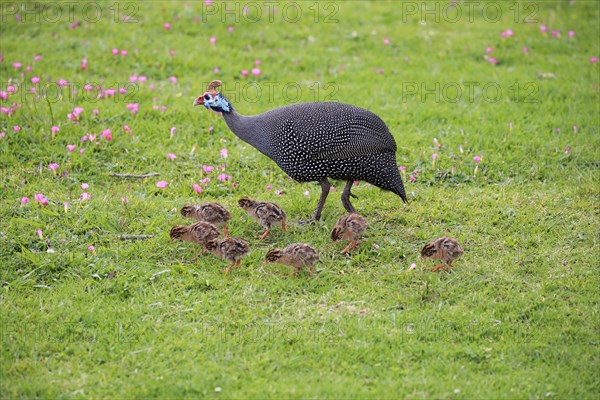 Helmeted guineafowl (Numida meleagris)