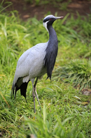 Demoiselle crane (Anthropoides virgo)