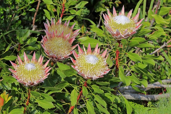 King Protea (Protea cynaroides)