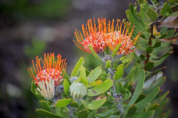 Pincushion protea