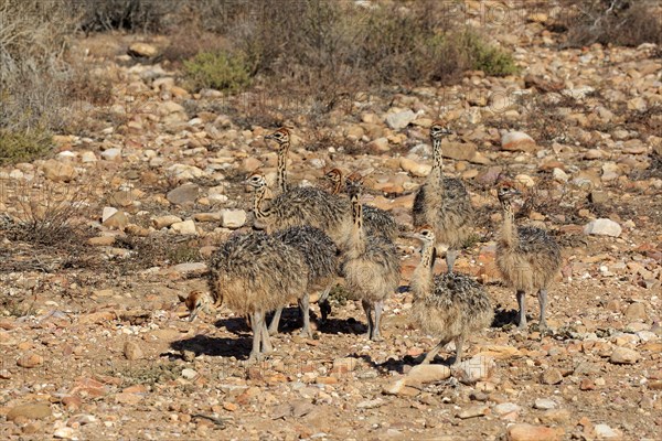 South African ostrich (Struthio camelus australis)