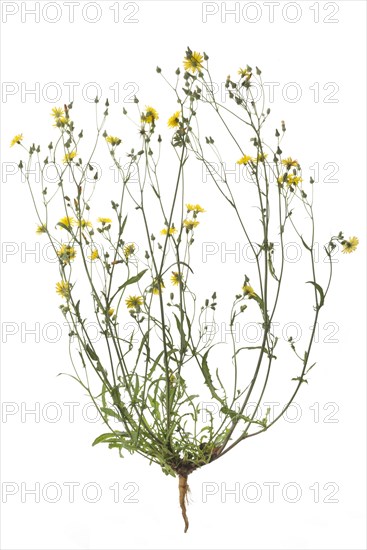 Small headed Pippau (Crepis capillaris) on white background