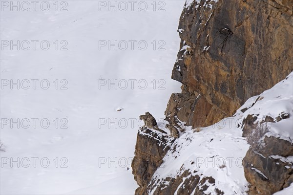 Snow leopards (Panthera uncia) on rocks