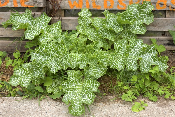 Leaves of a Carduus marianus (Silybum marianum)