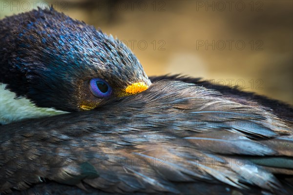 Imperial shag (Phalacrocorax atriceps)