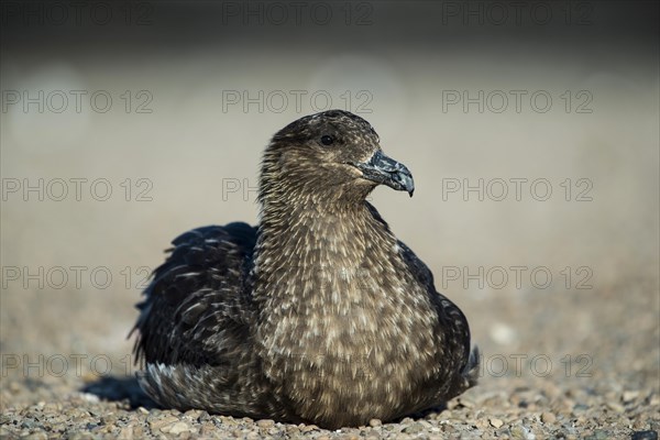 Great skua (Stercorarius skua) sitting on the beach