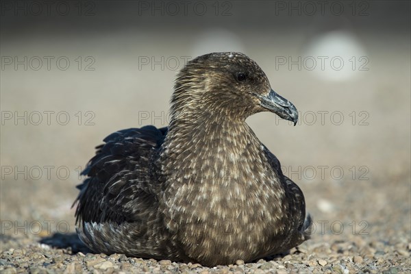 Great skua (Stercorarius skua) sitting on the beach