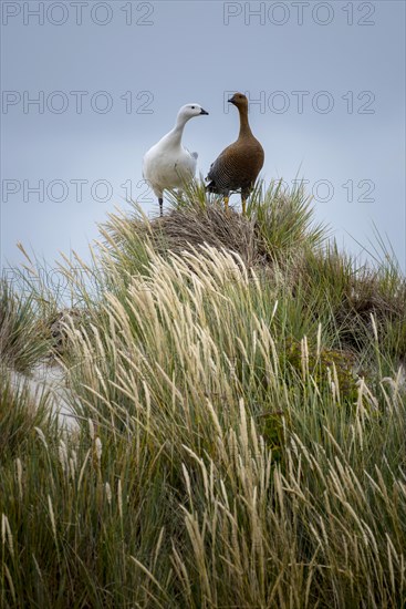 Upland Geese (Chloephaga picta)