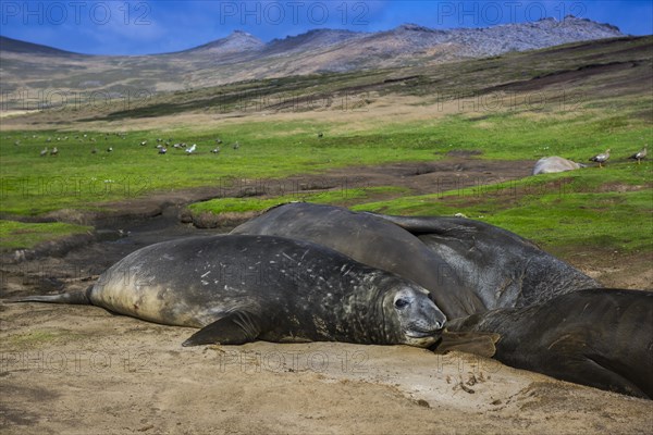 Southern elephant seals (Mirounga leonina)