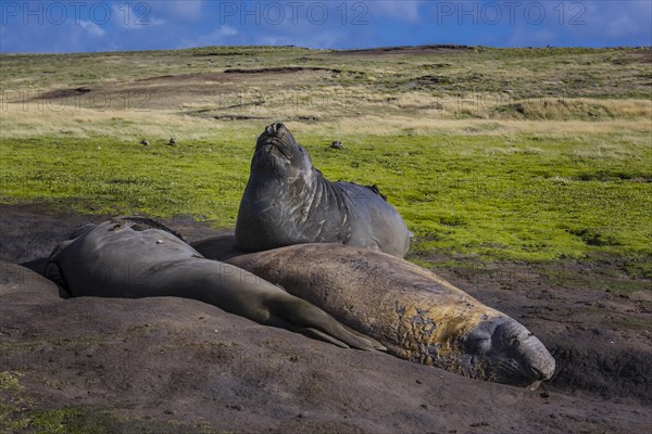 Southern elephant seal (Mirounga leonina)