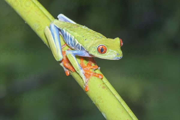 Red-eyed tree frog (Agalychnis callidryas) on green trunk