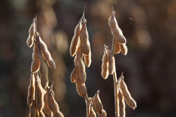 Mature Soybean ready to Harvest near Luis Eduardo Magalhaes