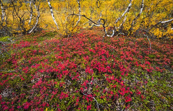 Autumnally discolored vegetation