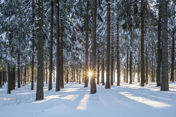 Snowy Norway spruce (Picea abies) forest at sunset