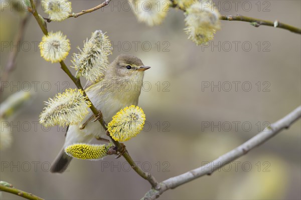 Common chiffchaff (Phylloscopus collybita ) in a pasture in spring