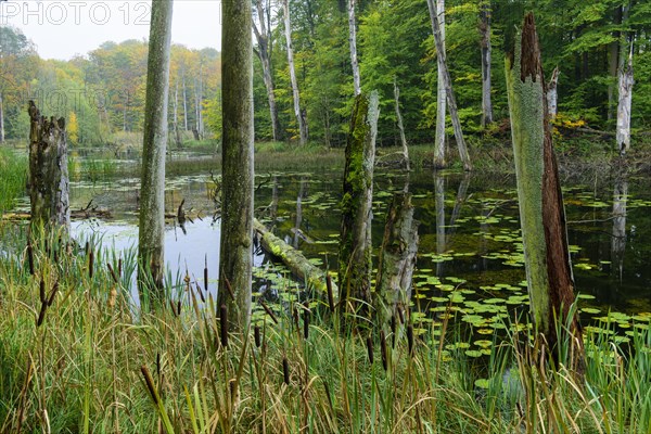 Schweingartensee in the UNESCO World Natural Heritage Site beech forest Serrahn in autumn